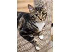 Adopt Tabitha a Tabby