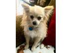 Adopt Bonnie a Pomeranian