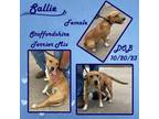 Adopt Sallie a American Staffordshire Terrier