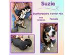 Adopt Suzie a American Staffordshire Terrier