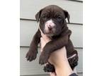 Adopt Cocoa a American Staffordshire Terrier