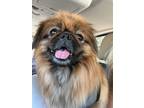 Adopt Roxie - Pekingese a Pekingese