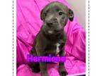 Adopt Hermione Granger a Pit Bull Terrier