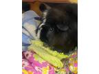 Adopt Periwinkle a Guinea Pig