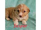 Jasper