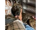 Adopt Tinkerbelle a Plott Hound, American Staffordshire Terrier