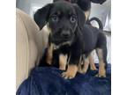 Adopt D.W. a Mixed Breed
