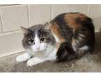 Adopt Mia-kchs a Domestic Short Hair