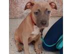 Adopt Fawn a Pit Bull Terrier