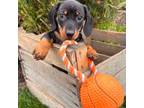 Dachshund Puppy for sale in Middlebury, IN, USA
