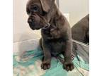 Cane Corso Puppy for sale in Shawnee, OK, USA