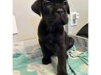 Cane Corso Puppy for sale in Shawnee, OK, USA