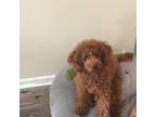 Poodle (Toy) Puppy for sale in Clark, NJ, USA