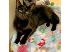 Adopt Nox a Domestic Short Hair