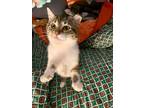 Adopt Penelope a Domestic Short Hair