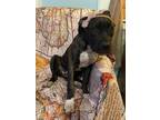 Adopt Esther - Wilmy a Pit Bull Terrier