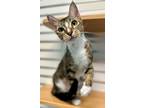 Adopt Nemo a Domestic Short Hair