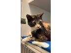 Adopt Alice a Domestic Short Hair