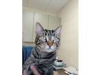 Adopt Georgie a Domestic Short Hair