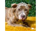 Adopt Rilee a Pit Bull Terrier