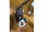 Adopt Diamond a Domestic Short Hair