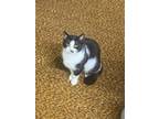 Adopt Luna a Domestic Short Hair