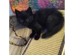 Adopt Merna a Domestic Short Hair