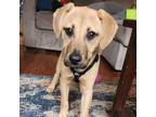 Adopt Remy a Black Mouth Cur, Beagle