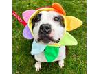 Adopt Symphony a American Staffordshire Terrier, Mixed Breed