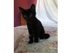 Adopt Tebaldi a Domestic Short Hair