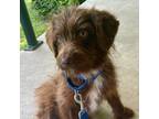 Adopt Scooter a Terrier