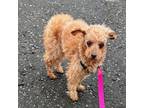 Adopt Teddy a Poodle