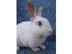 Adopt MR. PAISLEY a Bunny Rabbit