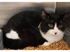 Adopt Bernie a Domestic Short Hair