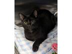 Adopt Archimedes a Domestic Short Hair