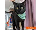 Adopt Tumble a Domestic Short Hair