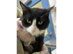 Adopt Boots a Domestic Short Hair