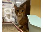 Adopt Pumpkin a Domestic Short Hair, Tabby