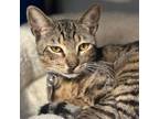 Adopt Cayu a Domestic Short Hair