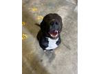 Adopt Cooper a Black Labrador Retriever, Staffordshire Bull Terrier