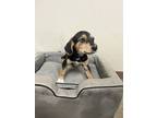 Adopt Cheesesteak a Beagle