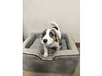 Adopt Po' Boy a Beagle