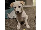 Adopt KLONDIKE a Great Pyrenees, Cattle Dog