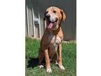 Adopt Golden a Labrador Retriever, Mixed Breed