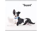 Adopt Eeyore a Terrier