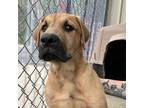 Adopt Moose a Mixed Breed