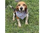 Adopt Scout a Beagle, Mixed Breed