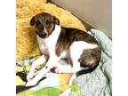 Adopt Jimmy a Italian Greyhound, Terrier