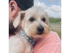 Adopt Aiden a Yorkshire Terrier