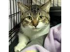 Adopt Bucky a Domestic Short Hair